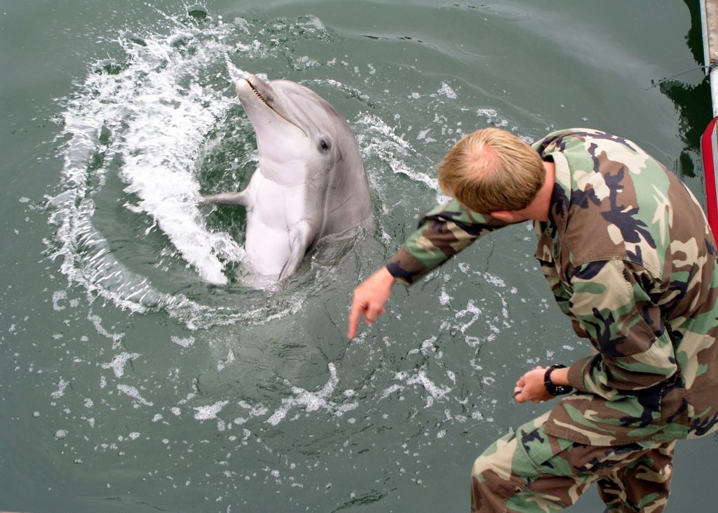 050524-N-2327-G-002 San Pedro, Calif. (May 24, 2005) - Navy marine mammal handler Electronic Technician 2nd Class Eric Kenas shows how a trained dolphin reacts to different hand gestures, during Lead Shield III/Roguex V, an exercise to test port facility anti-terrorism readiness. The Coast Guard and Navy conducted the two exercises around the ports of Los Angeles and Long Beach. The combined exercise involved 24 local, state and federal agencies in an effort to disrupt a simulated terrorist attack, respond to the consequences and maintain port operations. U.S. Navy Photo by Illustrator Draftsman 1st Class Pierre G. Georges (RELEASED)
