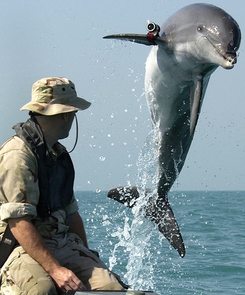 030318-N-5319A-002 Central Command Area of Responsibility (Mar. 18, 2003) -- K-Dog, a Bottle Nose Dolphin belonging to Commander Task Unit (CTU) 55.4.3, leaps out of the water in front Sgt. Andrew Garrett while training near the USS Gunston Hall (LSD 44) in the Arabian Gulf. Attached to the dolphinÕs pectoral fin is a ÒpingerÓ device that allows the handler to keep track of the dolphin when out of sight. CTU-55.4.3 is a multi-national team consisting of Naval Special Clearance Team-One, Fleet Diving Unit Three from the United Kingdom, Clearance Dive Team from Australia, and Explosive Ordnance Disposal Mobile Units Six and Eight (EODMU-6 and -8). These units are conducting deep/shallow water mine countermeasure operations to clear shipping lanes for humanitarian relief. CTU-55.4.3 and USS Gunston Hall are currently forward deployed conducting missions in support of Operation Iraqi Freedom, the multinational coalition effort to liberate the Iraqi people, eliminate Iraq's weapons of mass destruction, and end the regime of Saddam Hussein. U.S. Navy photo by PhotographerÕs Mate 1st Class Brien Aho. (RELEASED)